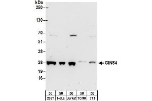anti-GINS Complex Subunit 4 (Sld5 Homolog) (GINS4) (AA 173-23) antibody
