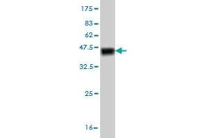 Western Blot detection against Immunogen (40. (TESK2 antibody  (AA 405-542))