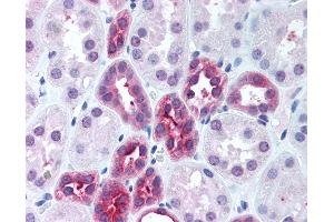 Anti-DUT antibody IHC of human kidney. (Deoxyuridine Triphosphatase (DUT) (AA 1-52) antibody)