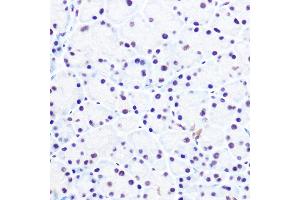 Immunohistochemistry of paraffin-embedded rat pancreas using NELFE Rabbit pAb (ABIN6127278, ABIN6144526, ABIN6144528 and ABIN6220173) at dilution of 1:100 (40x lens). (RDBP antibody  (AA 1-280))