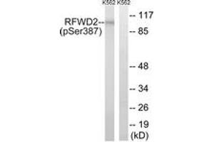 Western Blotting (WB) image for anti-Ring Finger and WD Repeat Domain 2, E3 Ubiquitin Protein Ligase (RFWD2) (AA 353-402), (pSer387) antibody (ABIN1532168)