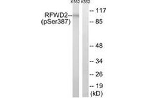 Western blot analysis of extracts from K562 cells treated with UV 15', using RFWD2 (Phospho-Ser387) Antibody.