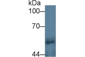 Rabbit Detection antibody from the kit in WB with Positive Control:  Sample Human urine.
