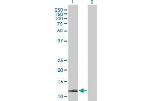 Western Blot analysis of COX5B expression in transfected 293T cell line by COX5B MaxPab polyclonal antibody. (COX5B antibody  (AA 1-129))