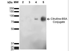 Western Blot analysis of Citrulline-BSA Conjugate showing detection of 67 kDa Citrulline-BSA using Mouse Anti-Citrulline Monoclonal Antibody, Clone 6C2. (Citrulline antibody  (Atto 488))