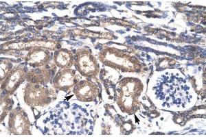 Immunohistochemical staining (Formalin-fixed paraffin-embedded sections) of human kidney with KLF8 polyclonal antibody . (KLF8 antibody  (AA 89-138))