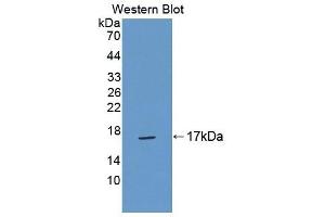 Detection of Recombinant TNP2, Mouse using Polyclonal Antibody to Transition Protein 2 (TNP2) (TNP2 antibody  (AA 1-117))