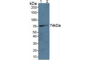 Figure. (Growth Hormone Receptor antibody  (AA 36-266))