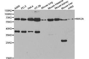 Western blot analysis of extracts of various cell lines, using MAOA antibody.