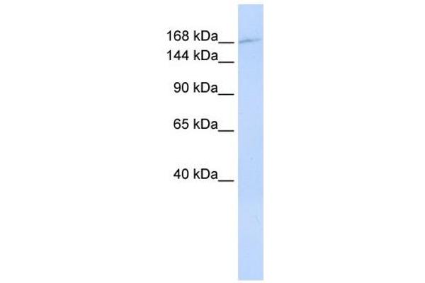 ZNF646 antibody  (N-Term)