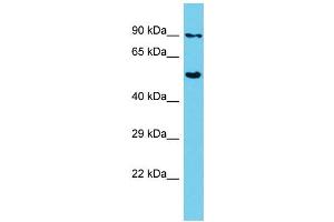 Host: Rabbit Target Name: SHCBP1 Sample Type: HepG2 Whole Cell lysates Antibody Dilution: 1. (SHCBP1 antibody  (C-Term))