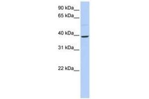 Image no. 1 for anti-Kruppel-Like Factor 12 (KLF12) (N-Term) antibody (ABIN6740566) (KLF12 antibody  (N-Term))