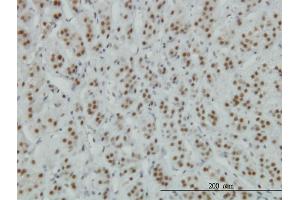 Immunoperoxidase of monoclonal antibody to ZNF207 on formalin-fixed paraffin-embedded human adrenal gland. (ZNF207 antibody  (AA 1-110))
