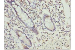 Immunohistochemistry of paraffin-embedded human small intestine tissue using ABIN7164610 at dilution of 1:100 (OSGEP antibody  (AA 1-335))