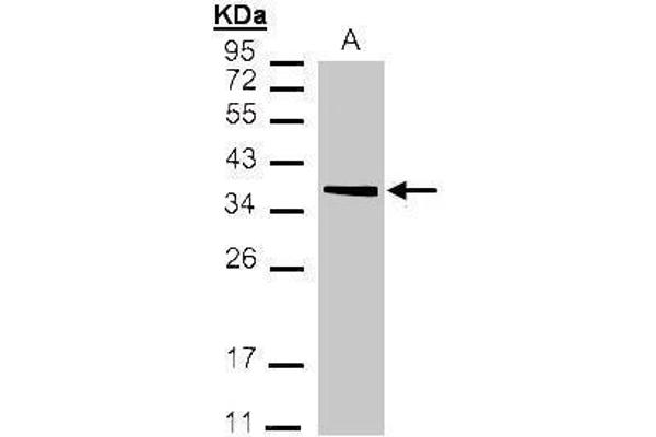 MDH2 antibody