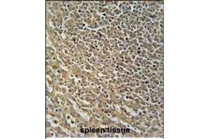 RASAL3 Antibody (C-term) (ABIN654555 and ABIN2844262) immunohistochemistry analysis in formalin fixed and paraffin embedded human spleen tissue followed by peroxidase conjugation of the secondary antibody and DAB staining. (RASAL3 antibody  (C-Term))