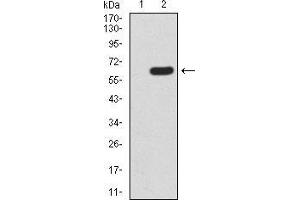 Western blot analysis using HOXA9 mAb against HEK293 (1) and HOXA9 (AA: 1-272)-hIgGFc transfected HEK293 (2) cell lysate. (HOXA9 antibody  (AA 1-272))