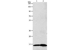 Western Blot analysis of 293T cell and Human fetal brain tissue using LHB Polyclonal Antibody at dilution of 1:800 (LHB antibody)