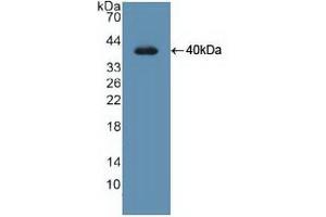 Figure. (UNG antibody  (AA 1-313))
