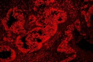 IF analysis of nmt55/p54nrbusing anti-nmt55/p54nrb antibody (ABIN3044530). (NONO antibody  (N-Term))