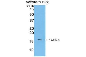 Detection of Recombinant APOA4, Mouse using Polyclonal Antibody to Apolipoprotein A4 (APOA4) (APOA4 antibody  (AA 299-369))