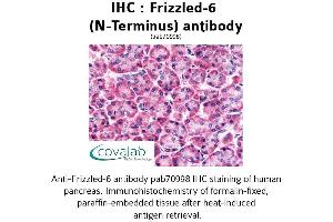 Image no. 1 for anti-Frizzled Family Receptor 6 (FZD6) (Extracellular Domain), (N-Term) antibody (ABIN1734470) (FZD6 antibody  (Extracellular Domain, N-Term))