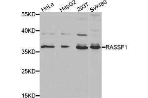 Western blot analysis of extracts of various cell lines, using RASSF1 antibody. (RASSF1 antibody)