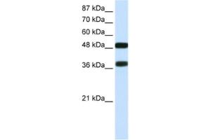 Western Blotting (WB) image for anti-POU Class 3 Homeobox 2 (POU3F2) antibody (ABIN2463834) (POU3F2 antibody)