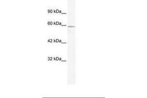 Image no. 1 for anti-Zinc Finger and BTB Domain Containing 7C (ZBTB7C) (N-Term) antibody (ABIN203228) (ZBTB7C antibody  (N-Term))