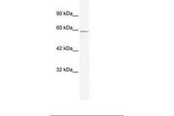 ZBTB7C antibody  (N-Term)