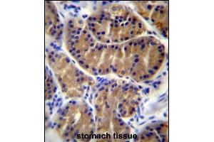 IL17B Antibody (Center) (ABIN655941 and ABIN2845330) immunohistochemistry analysis in formalin fixed and paraffin embedded human stomach tissue followed by peroxidase conjugation of the secondary antibody and DAB staining. (IL17B antibody  (AA 39-66))