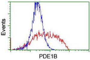 Flow Cytometry (FACS) image for anti-phosphodiesterase 1B, Calmodulin-Dependent (PDE1B) antibody (ABIN1500074)