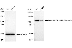 Western blotting analysis using Helicase like transcription factor antibody (ABIN7798880). (Recombinant HLTF antibody)