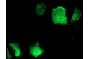 Anti-CDKN3 mouse monoclonal antibody (ABIN2455062) immunofluorescent staining of COS7 cells transiently transfected by pCMV6-ENTRY CDKN3 (RC213080). (CDKN3 antibody)