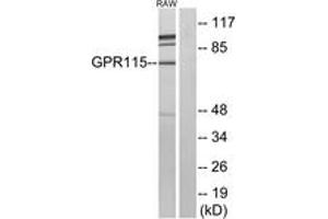 Western blot analysis of extracts from RAW264. (G Protein-Coupled Receptor 115 antibody  (AA 641-690))