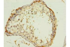 Immunohistochemistry of paraffin-embedded human testis tissue using ABIN7166300 at dilution of 1:100 (WNT4 antibody  (AA 23-351))