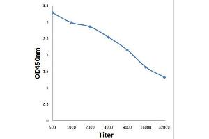 Antigen: 0. (STAT4 antibody  (pTyr693))