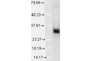 HO 1 (1F12 A6), recombinant HO 1. (HMOX1 antibody  (AA 1-30))