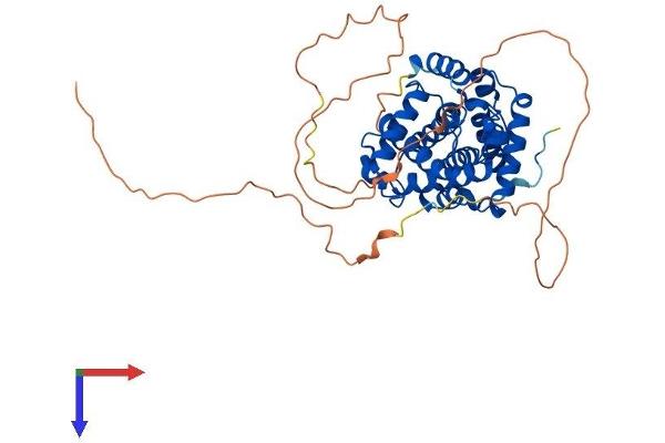 Cyclin A1 Protein (CCNA1) (AA 1-421) (His tag)