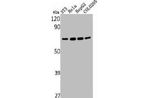 Western Blot analysis of NIH-3T3 HELA HepG2 COLO205 cells using YAP Polyclonal Antibody
