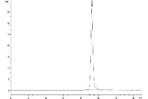 The purity of Mouse CCL24 is greater than 95 % as determined by SEC-HPLC. (CCL24 Protein (AA 27-119) (His tag))
