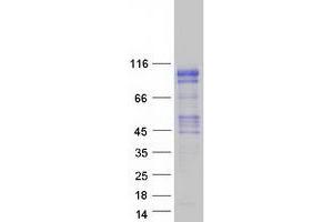 Validation with Western Blot (Kazrin Protein (KAZ) (Transcript Variant E) (Myc-DYKDDDDK Tag))