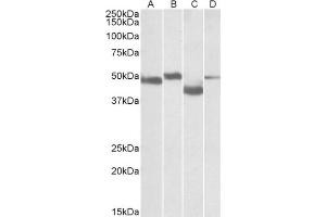 Staining of Mouse Brain (lane A), Rat Brain (lane B), Mouse Thymus (lane C) and Rat Thymus (lane D) lysates  using MEIS2 antibody at 0.