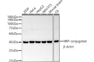 Western blot analysis of extracts of various cell lines, using HRP-conjugated β-Actin Rabbit mAb antibody (ABIN7265394) at 1:50000 dilution. (beta Actin antibody  (HRP))