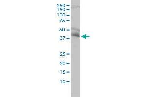 NDE1 monoclonal antibody (M01), clone 2G11-1C11 Western Blot analysis of NDE1 expression in Hela . (NDE1 antibody  (AA 1-335))