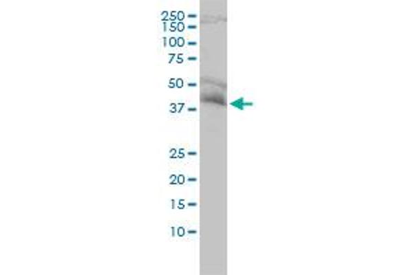 NDE1 antibody  (AA 1-335)