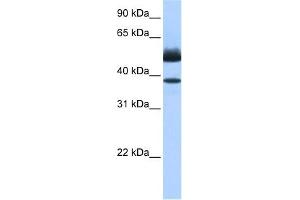 Lipase J antibody used at 0. (LIPJ antibody  (C-Term))