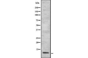 Western blot analysis S100A13 using 293 whole cell lysates