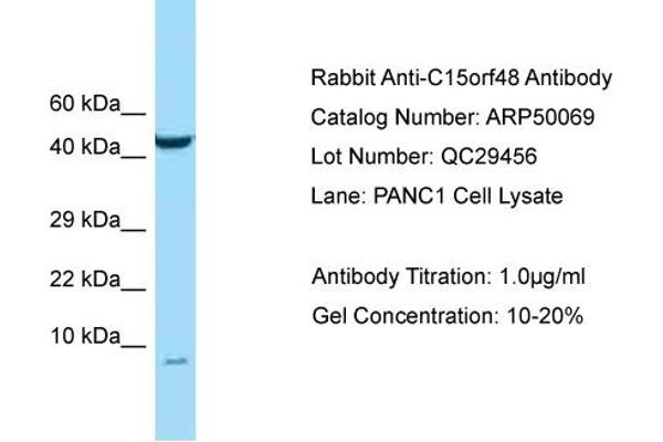 NMES1 antibody  (N-Term)