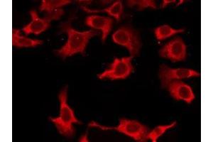 OR8K3 antibody  (C-Term)